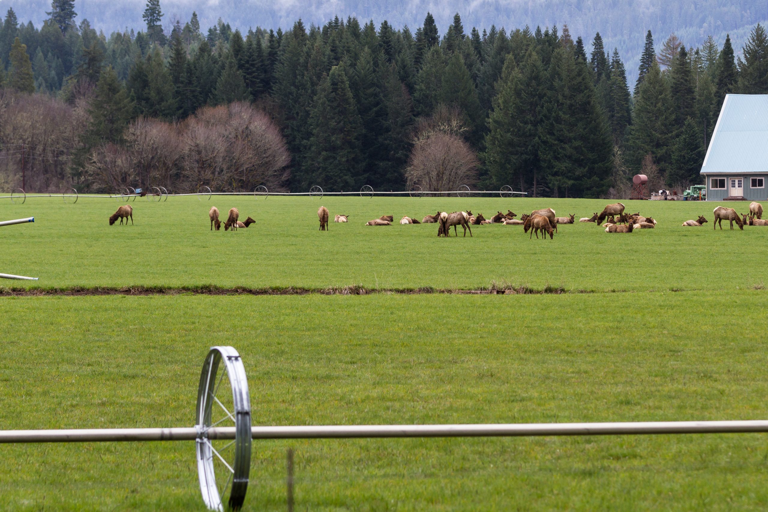 elk in a hay field