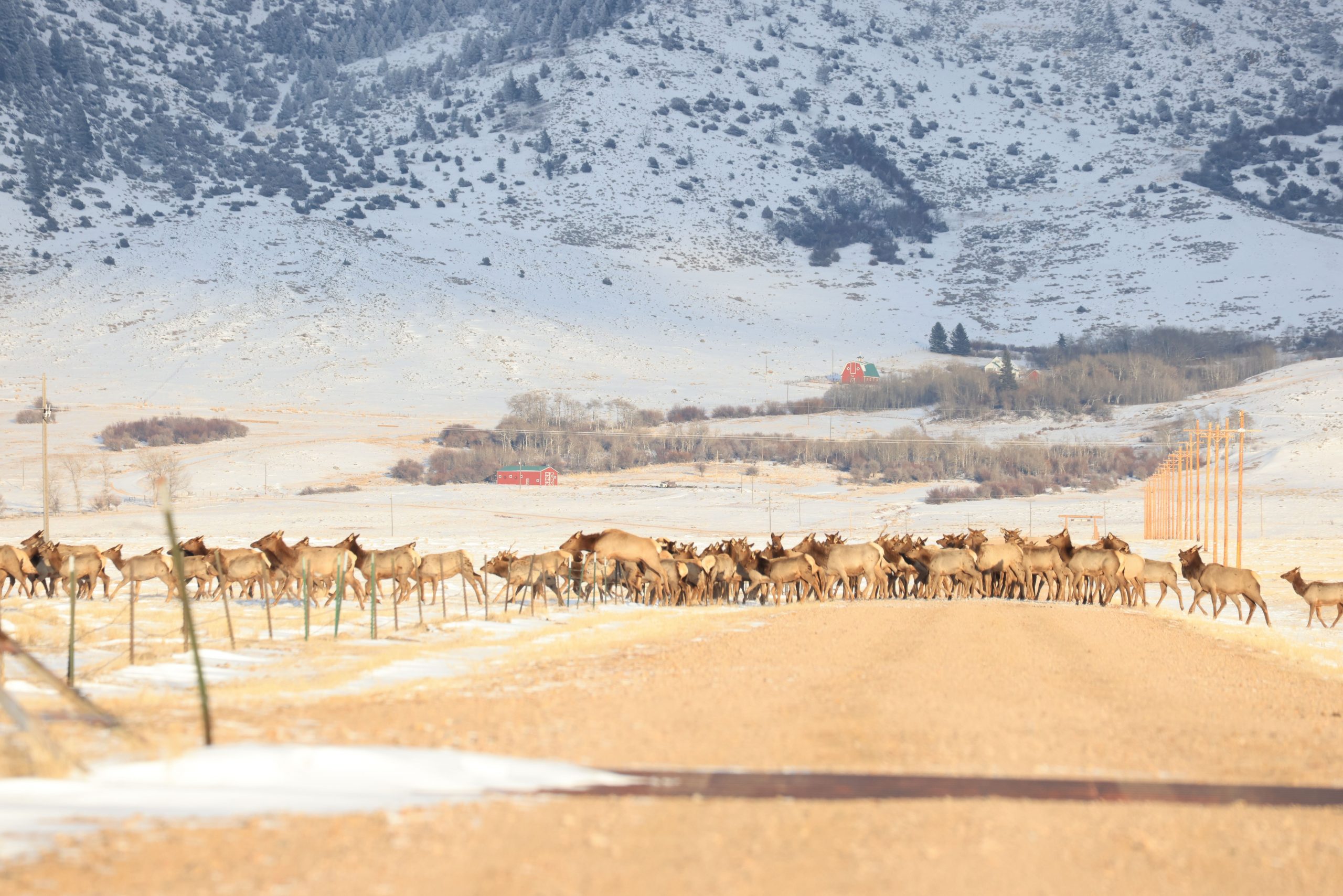 elk hopping a fence on a Montana ranch